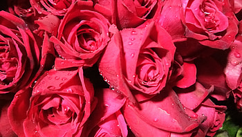 Bunch of roses, red flower, drops HD wallpaper