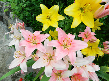 Flowers, Lilies, Bright, Flower Bed, Flowerbed, Handsomely, It's Beautiful HD wallpaper