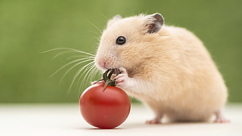 Tomato, Hamsters HD wallpaper
