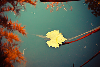 Leaf , leaf, nature HD wallpaper