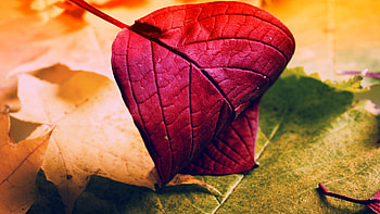 Red Leave, red, leaves, nature HD wallpaper