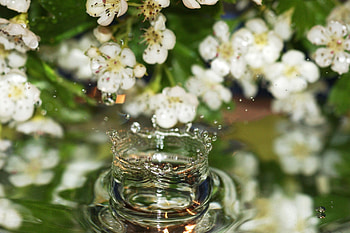 Flowers, Water, Drops, Macro HD wallpaper
