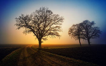 November Road, mist, trees, fields, road, dusk HD wallpaper