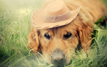 Animals, Grass, Dog, Blur, Smooth, Sadness, Sight, Opinion, Hat, Sorrow HD wallpaper