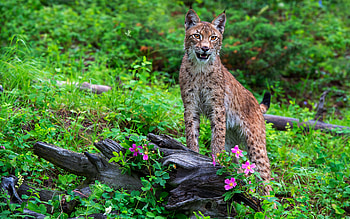 Lynx, animal, cat, nature HD wallpaper