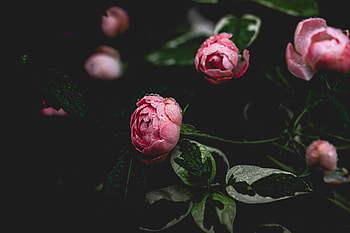 Flowers, Pink, Drops, Flower, Dew, Pion, Peony HD wallpaper
