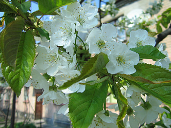 Plants, Flowers HD wallpaper