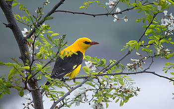 Eurasian Golden Oriole, animal, branch, bird, oriole, tree HD wallpaper