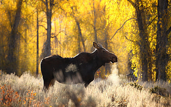 Moose , Digital artistry, Mesmerizing scene, delight HD wallpaper