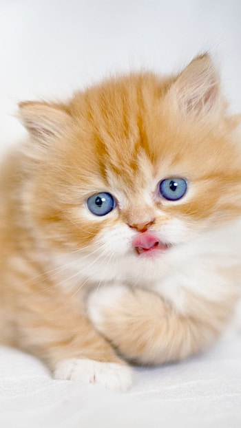 Cute Baby Cat, Blue Eyes HD phone wallpaper