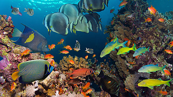 Ocean underwater tropical reef , Colorful coral, Vibrant fish species, Marine paradise HD wallpaper
