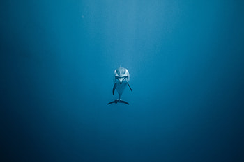 Dolphin , dolphin, ocean, fish, animals HD wallpaper