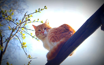 Animals, Nature, Sun, Cat, Morning, Spring, Mustache, Moustache HD wallpaper