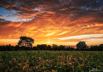 Gold Sky, golden, field, trees, clouds, nature, sky, gold, beauty HD wallpaper