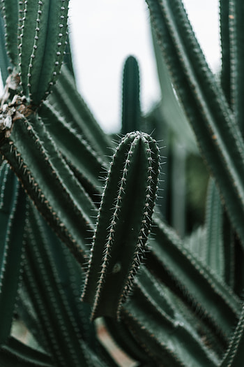 Flowers, Plant, Barbed, Spiny, Cactus, Succulent HD phone wallpaper