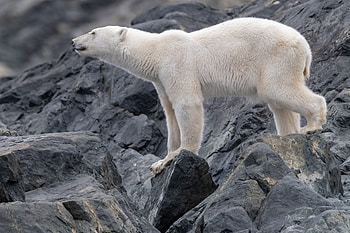 Polar Majesty — Ultra, Animal, polar bear HD wallpaper