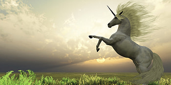 Unicorn, horse, CG, fantasy HD wallpaper