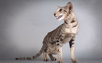 Animals, Cat, Grey, Oriental Cat HD wallpaper