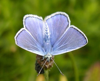 Blue Butterfly, garden, blue grey butterfly HD wallpaper