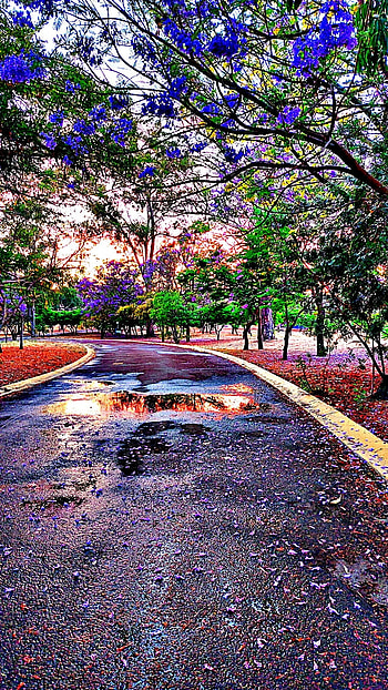 Parque Atardecer, love, art, sunlight, central, natural_landscape, nature, , park HD phone wallpaper