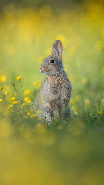 yellow flower, Animal, rabbit HD phone wallpaper