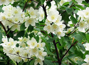Flowers, Branches, Bloom, Flowering, Greens, Spring, Jasmine HD wallpaper