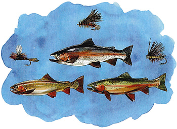 Fish and Lures, animal, art, beautiful, illustration, lures, artwork, wide screen, wildlife, painting, nature, fish HD wallpaper