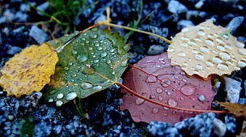 Autumn, drops, life of leaves HD wallpaper
