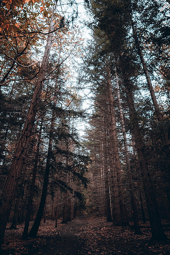 Nature, Trees, Pine, Coniferous, Forest HD phone wallpaper