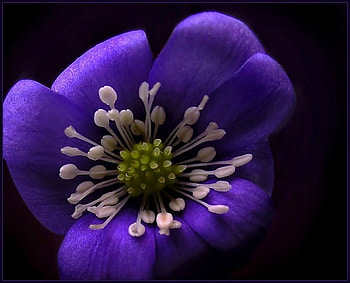 Wonderful Purple, purple, white, wonderful, flower HD wallpaper