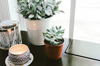 Plants, Flowers, Window Sill, Windowsill, Candle, Houseplants HD wallpaper