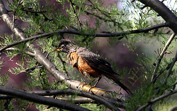 Animals, Bird, Wood, Tree, Branch HD wallpaper