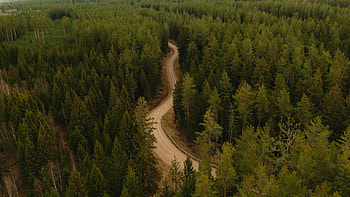 Nature, Trees, Road, Forest, Winding, Sinuous HD wallpaper