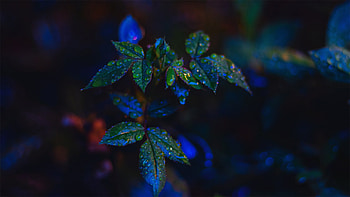 Leaves of Night, night, leaves, dew drops, rain, light, flowers, Firefox Persona theme HD wallpaper