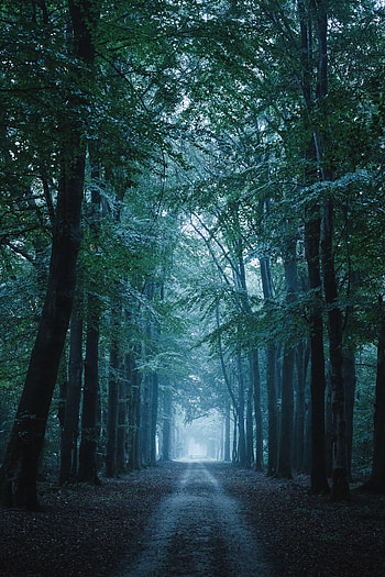 Nature, Trees, Forest, Path, Trail HD phone wallpaper