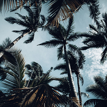 Nature, Sky, Palms, Branches, Bottom View HD phone wallpaper