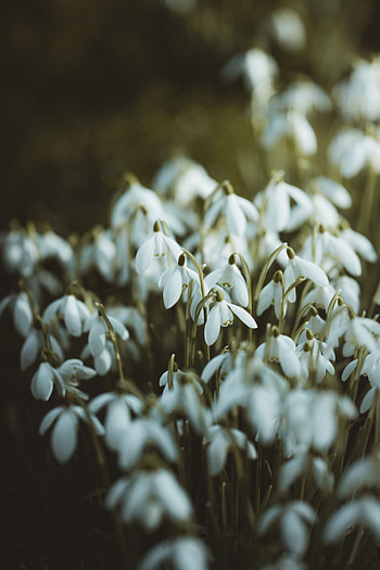 Flowers, Snowdrops, Spring HD phone wallpaper