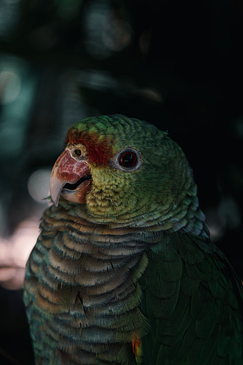 Animals, Parrots, Feather, Bird, Beak, Color HD phone wallpaper