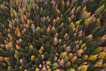 Nature, Trees, Autumn, View From Above, Forest, Autumn Paints, Paints Autumn HD wallpaper