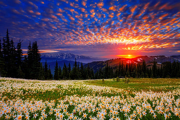 Field of avalanche lilies, meadow, beautiful, mountain, field, clouds, trees, view, sky, lilies, sunset HD wallpaper