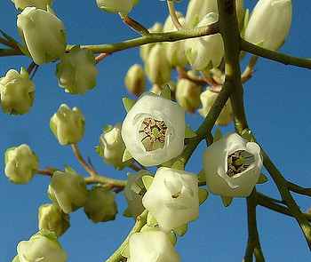 white blossom, white, sky, flowers, blossom HD wallpaper