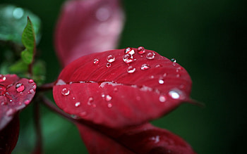 Drops, Macro, Surface, Sheet, Leaf HD wallpaper
