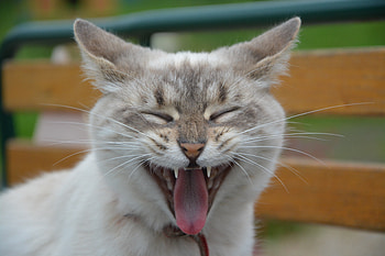 Animals, Cat, Muzzle, Yawn HD wallpaper