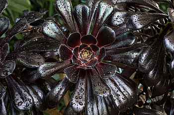 Flowers, Leaves, Drops, Plant, Aeonium Treelike, Eonium Tree-Like HD wallpaper