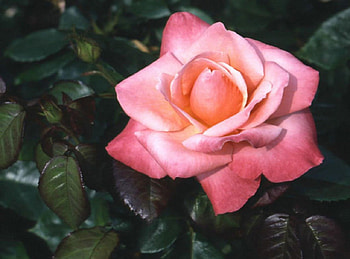 Modest Beauty, rose, pink, leaves, petals, green, nature, flowers HD wallpaper