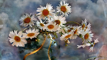 Plants, Flowers, Background, Camomile HD wallpaper