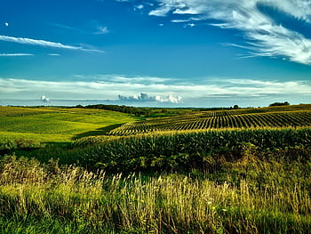 Stunning summer landscape of cornfields under a bright blue sky in Onslow, Iowa. HD wallpaper