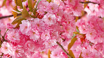 Pink flowers, pink, pretty, nature, flowers, spring HD wallpaper