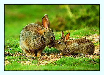 Bunny hop, brown, family, rabbits, meeting, grass HD wallpaper