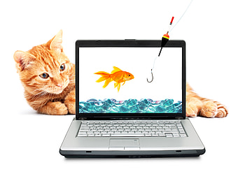 Cat vs. Goldfish, goldfish, abstract, graphy, fantasy, cat, fish HD wallpaper